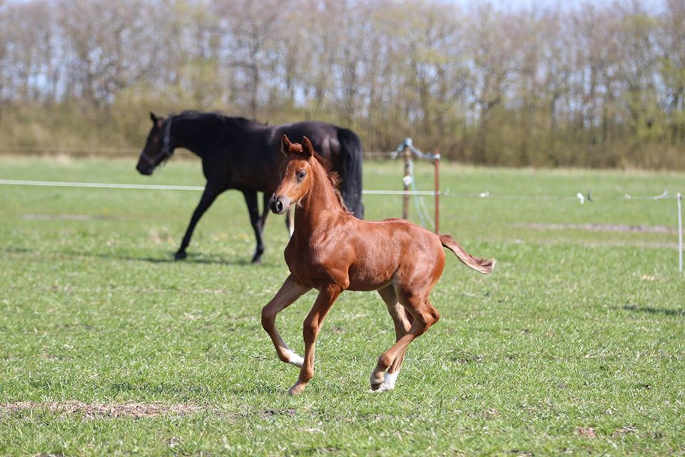 Warmblood Horses